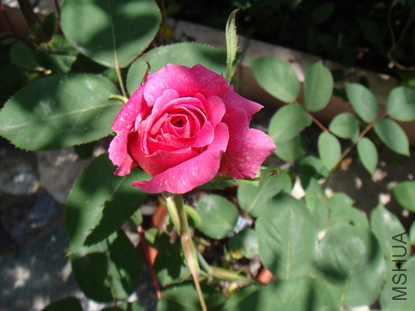 DSC02806.JPG