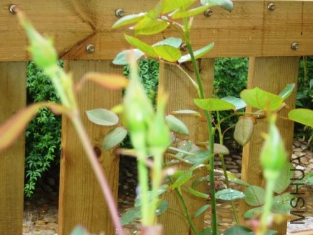 ��˿���Ļ���