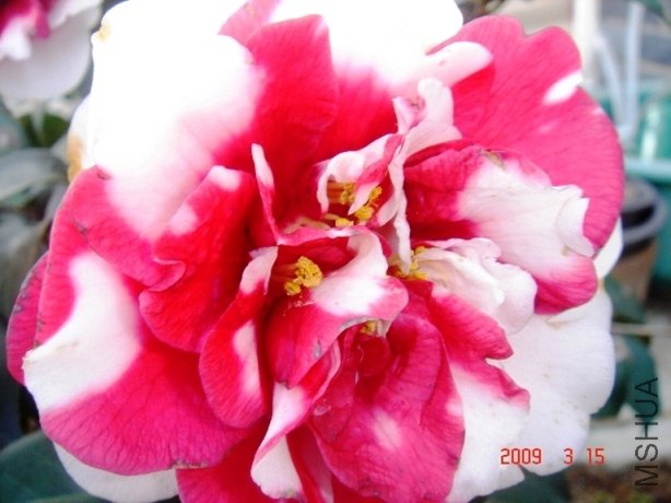 DSC01868-2.jpg