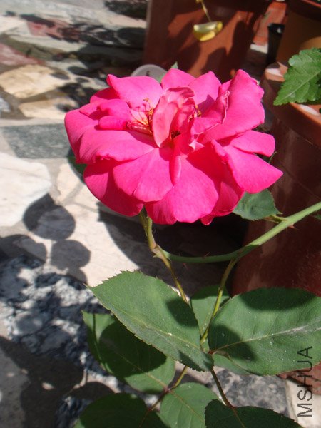 DSC02814.JPG
