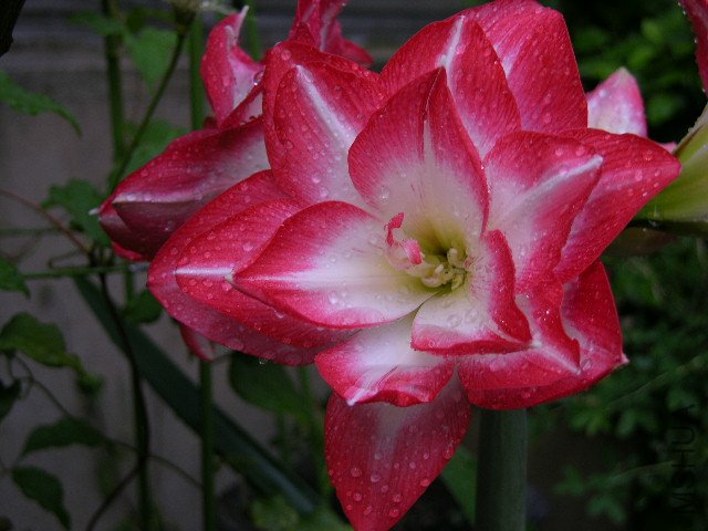 DSCN4388.JPG