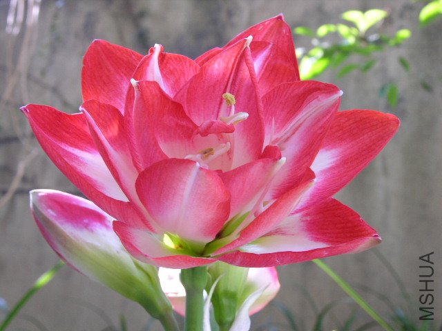 DSCN4286.JPG