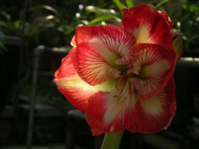 DSCN4118.JPG