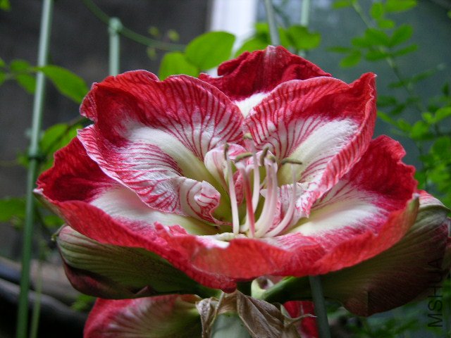DSCN4185.JPG