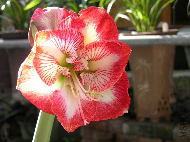 DSCN4115.JPG