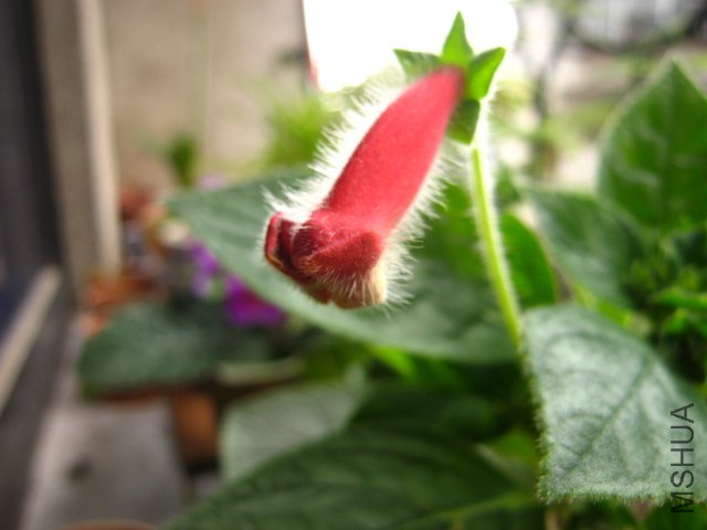 IMG_6923.JPG