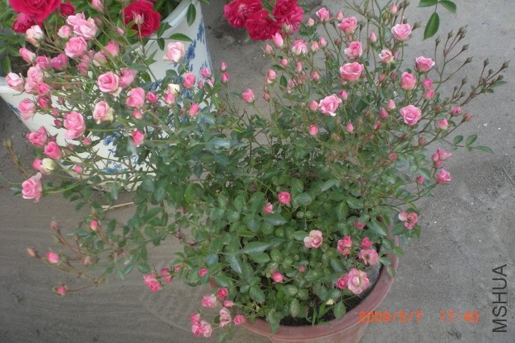 ��΢�»�������