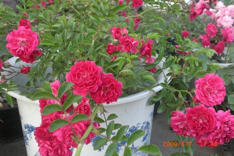 4����������ò��Ʒ�ִ��ˣ�