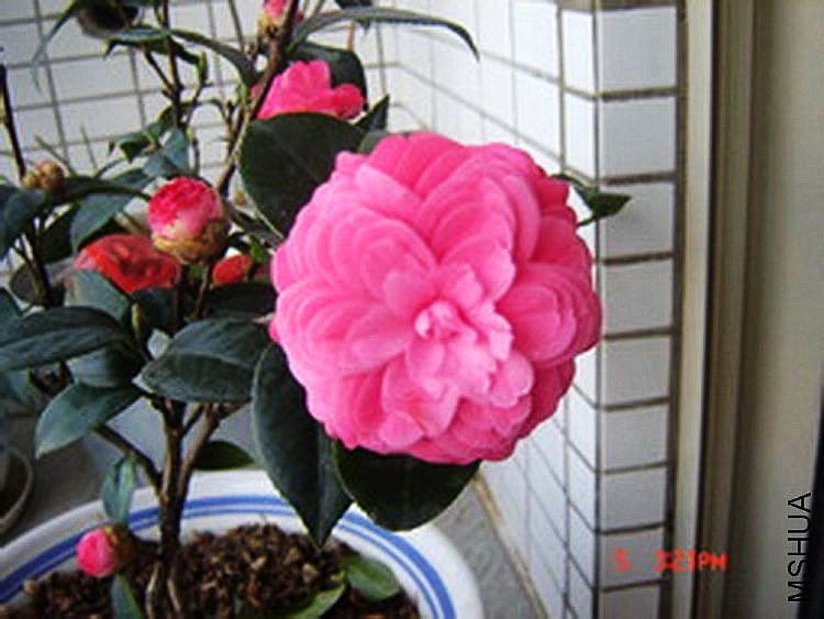 �軨ʮ��ѧʿ 006_������С_������С.jpg