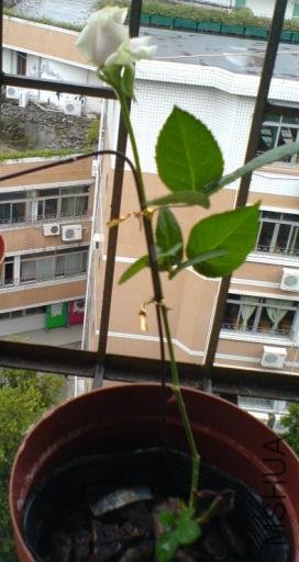 Ψһһ��������