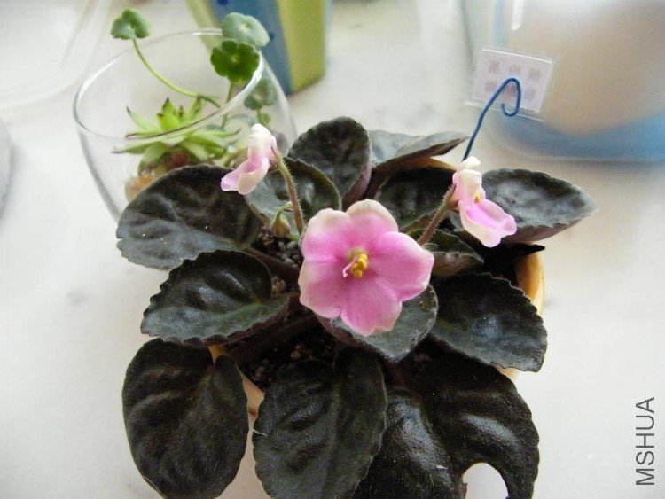 DSCF0167.JPG