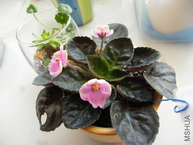 DSCF0168.JPG
