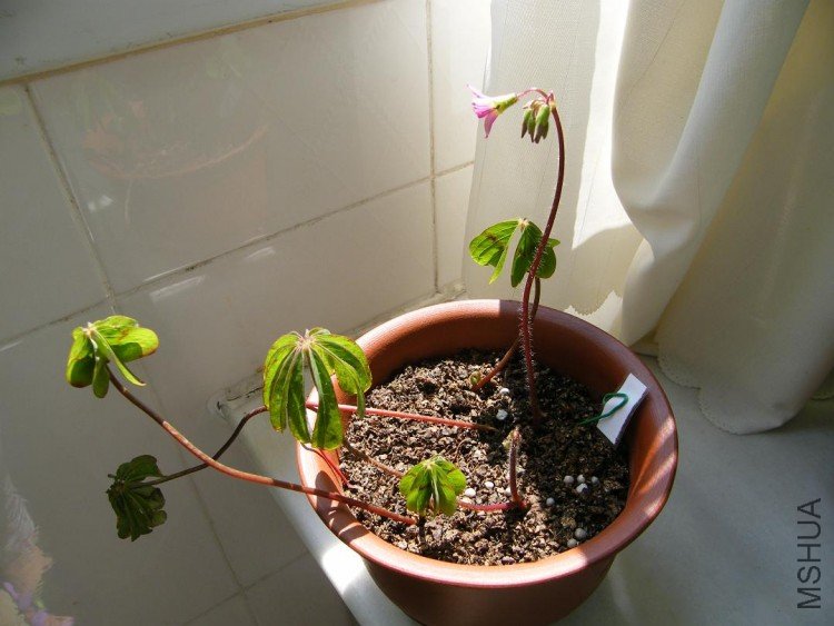 DSCF0183.JPG