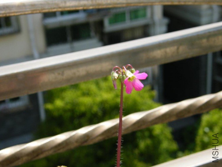 DSCF0178.JPG