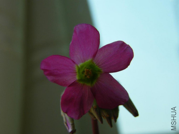 DSCF0184.JPG