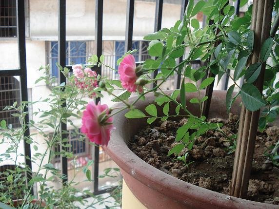 ���˺ö�֦��������ֻ����2�䣬����������Ǿޱ��2�ֻ�����С