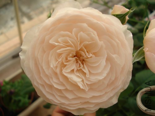 ����������Ƕ䣬��ɫ����ǳ������