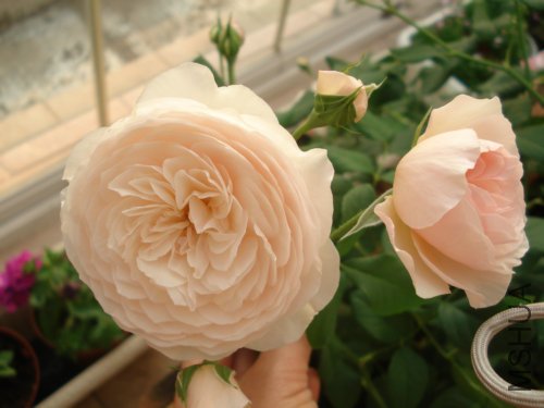 ֦��̫�������Ų�ס���䣬������Ҫ���֧�ܳ���