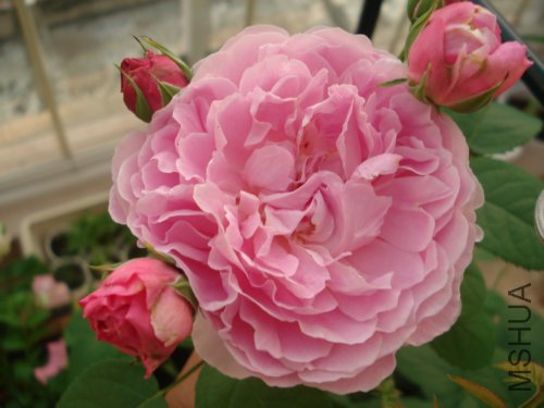 ������Ƕ䣬ɹ��һ��ͳ�������