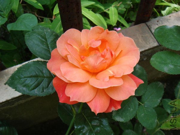 DSC02835.JPG
