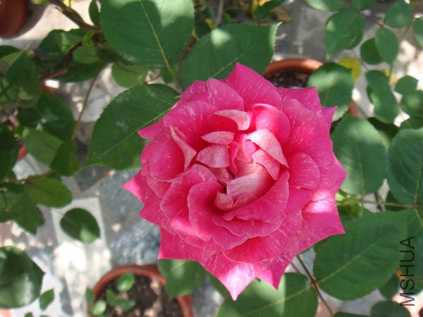DSC02831.JPG