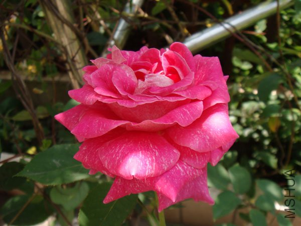 DSC02832.JPG