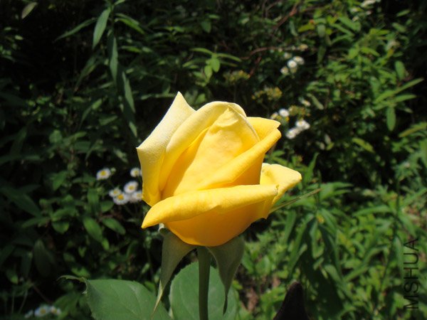 DSC02839.JPG