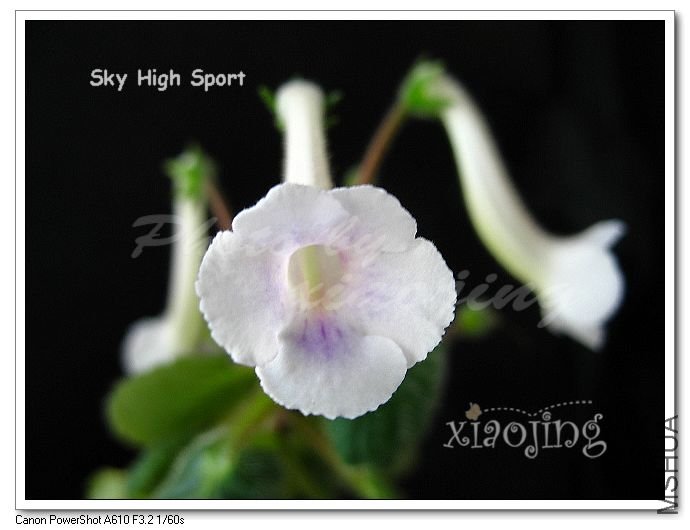 Sky High Sport-1.jpg