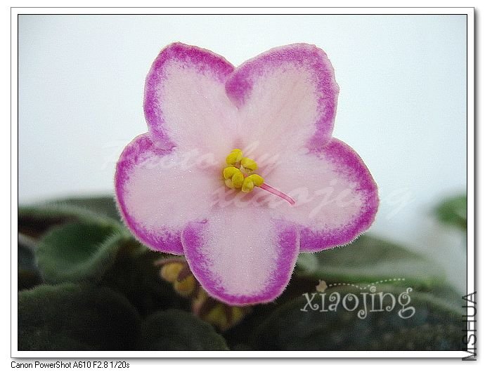 Travis Breezy Brea.jpg