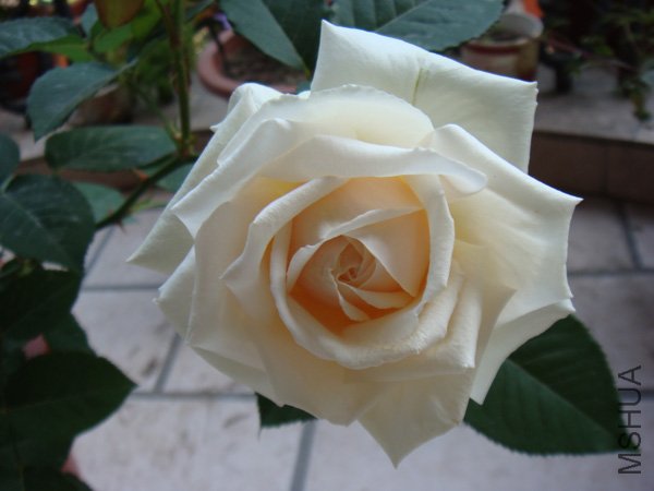 DSC02854.JPG