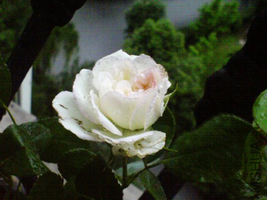 DSC00964.jpg