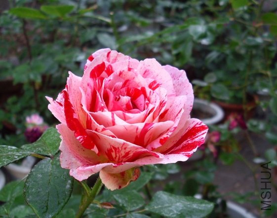 IMG_1439.JPG