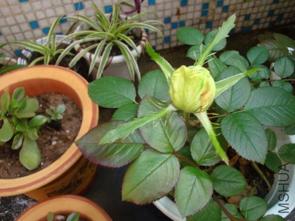 ����������������������ˣ��ſ�����������ӡ�