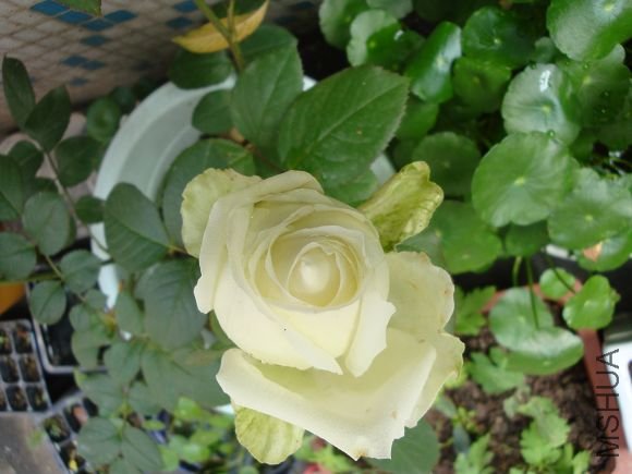 ������䣬���ڵ�����