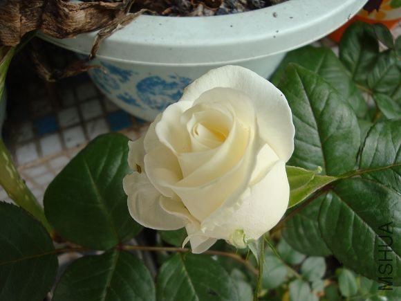 �ڶ����Ѿ��ҿ����ȵ�һ������һ������