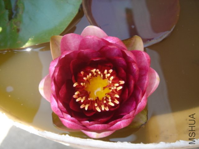 ���ǽ��쿪��һ����Ʒ�֣���Ũ��