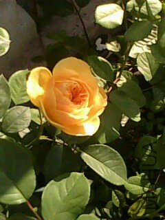 IMG0111A.jpg