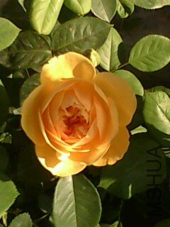 IMG0110A.jpg