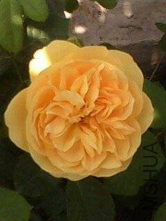 IMG0115A.jpg