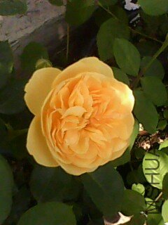 IMG0116A.jpg