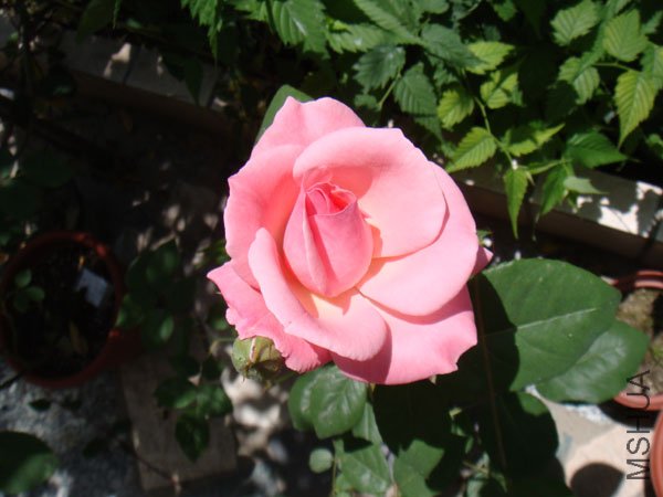 DSC02855.JPG