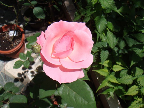DSC02864.JPG