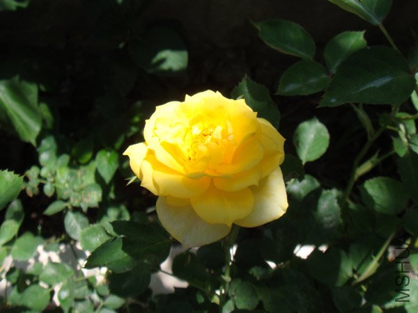 DSC02870.JPG