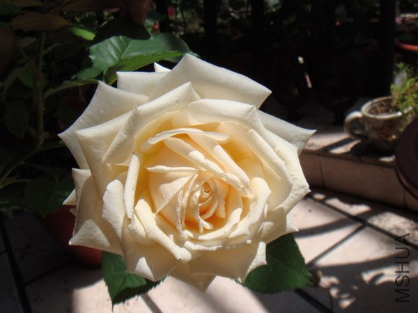 DSC02874.JPG