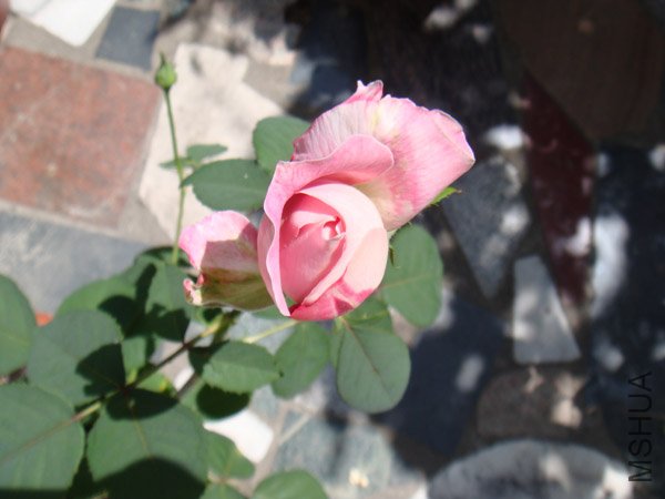 DSC02869.JPG