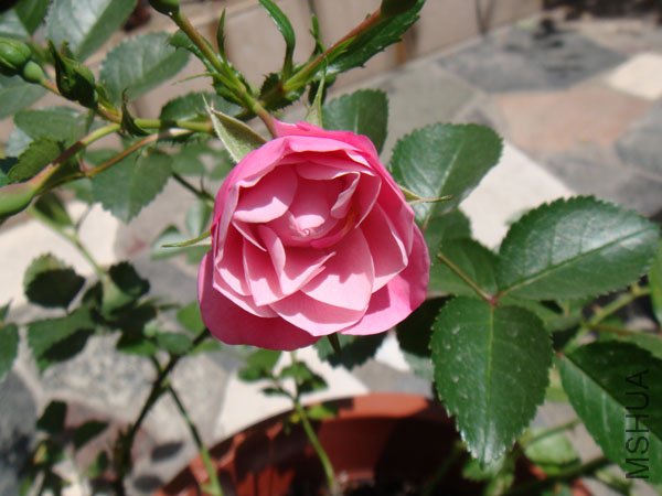 DSC02873.JPG