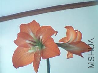 ͼƬ 057.jpg