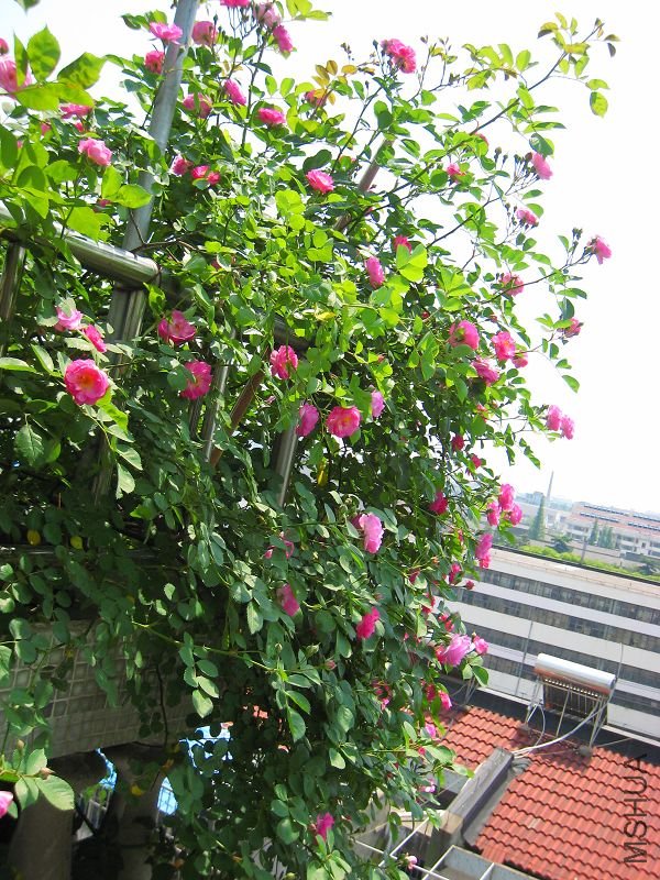 IMG_0516.jpg