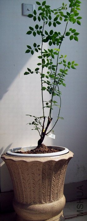 100_1274.jpg