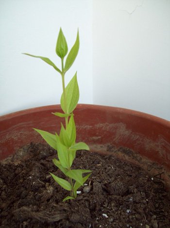 �ҵĵ�һ������ѿ��Ҷ��